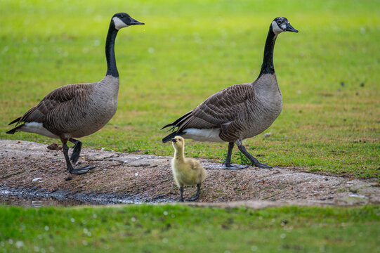 Canada geese at a  pond with their chicks