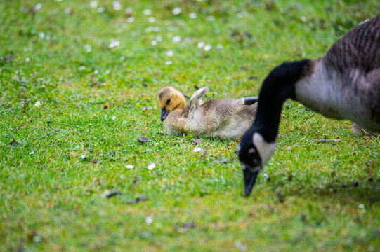 Canada geese at a  pond with their chicks