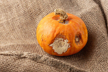 Mold on pumpkin vegetable. Rotten unhealthy orange pumpkin on brown burlap bag background.