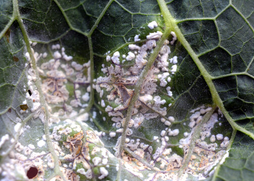 The plant is affected by white blister rust (Albugo candida)