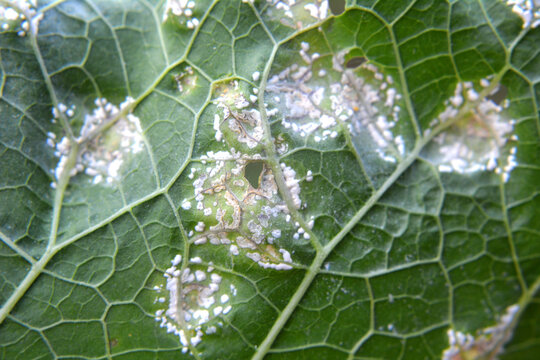 The plant is affected by white blister rust (Albugo candida)