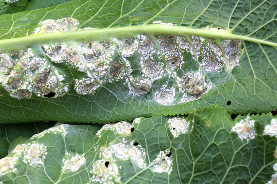 The plant is affected by white blister rust (Albugo candida)