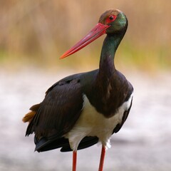 saddle billed stork