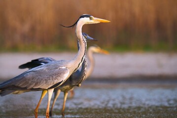 great blue heron