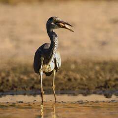 great blue heron
