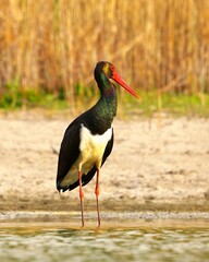 red billed stork © Karol