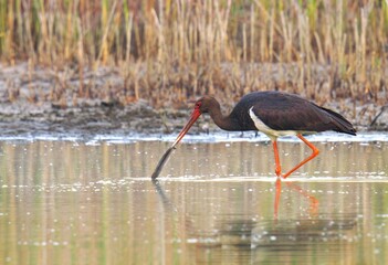 stork in the water