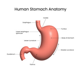 Human Stomach Anatomy in 3d style