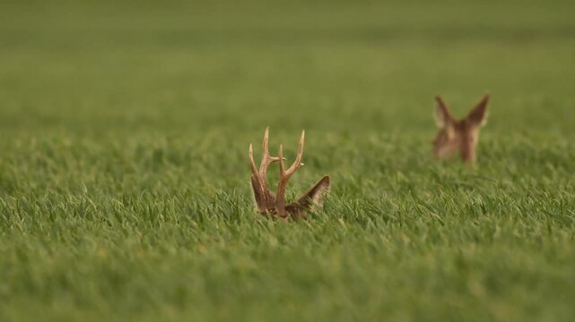 Roe deer and doe in their natural environment