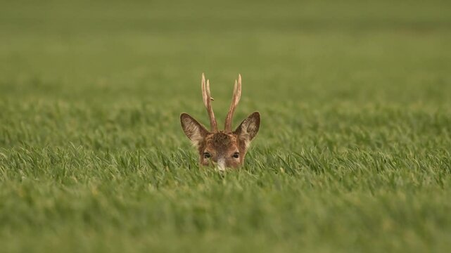 Roe deer and doe in their natural environment