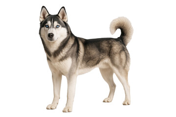 Siberian husky dog standing in profile view isolated on transparent background