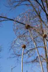 two sculptures made of metal in the form of large dandelions