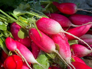 Bunch of fresh radish vegetables
