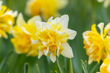 Obraz premium Narcissus 