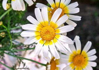 Yellow large-leafed daisies adorn nature