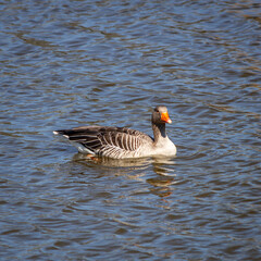 canada goose swimming in water