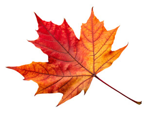 Fototapeta premium Vibrant Autumn Maple Leaf Displaying Red and Orange Hues Isolated on Transparent Background
