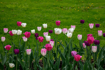 Tulips Garden Bloom Spring Flowers Nature
