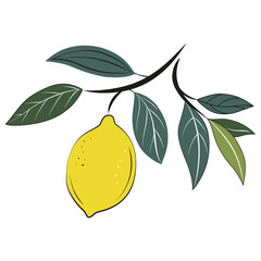 Lemon on a branch vector illustration. Whole citrus fruit with leaves. Fruit branches on a white background.