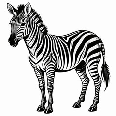 Fototapeta premium Sketch zebra black and white illustration. Zebra drawn sketch in doodle style on a white background. Illustrated in vintage hand-drawn style.