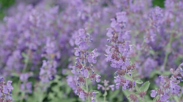 Catnip flower. Nepeta cataria blossoming in garden on summer day. Beauty in nature. Summer nature blossom flower. Catnip blossom. Blooming catnip flower. Catnip or catmint herb