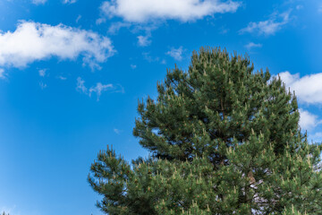 A large conifer with fresh shoots stands out clearly against the deep blue sky. The clear air and light create a vibrant scene.