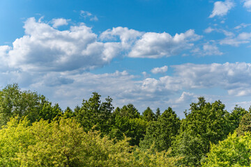 A lush green treetop stretches beneath a vibrant, partly cloudy summer sky. The natural harmony of...