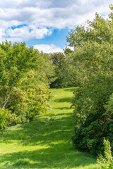 A green forest path opens into a sunny clearing. Nature appears untouched and invites you to take a stroll.