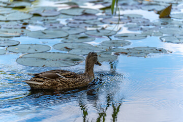 A female duck glides calmly across the water's surface, surrounded by lily pads. Her brown...