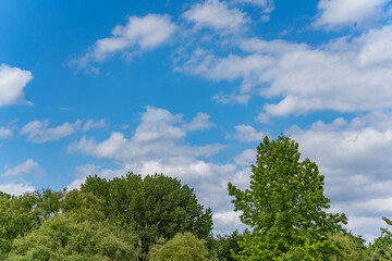 A wide view of treetops under a summer sky. The vibrant green tones of the trees contrast with the blue and white of the clouds.
