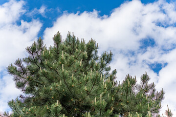 The top of a conifer tree is visible against a blue sky with white clouds. The light green shoots are clearly visible.