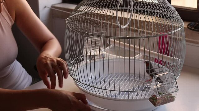 Woman cleaning zebra finch bird cage