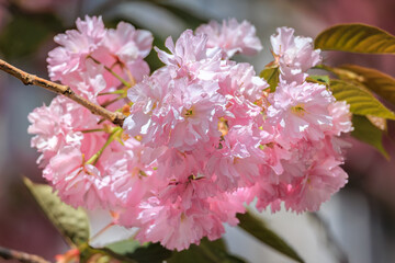 Urban spring pink cherry blossoms bloom beside a building in Zurich, Switzerland