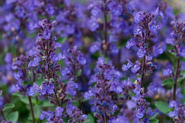 Blooming purple mint, Nepeta Cataria, in summer garden
