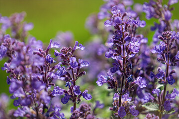 Blooming purple mint, Nepeta Cataria, in summer garden