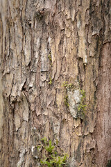 Embossed texture of the bark of tree. Panoramic photo of the tree texture. Background wood, wood texture.