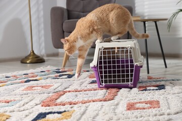 Cute cat and pet carrier on floor at home