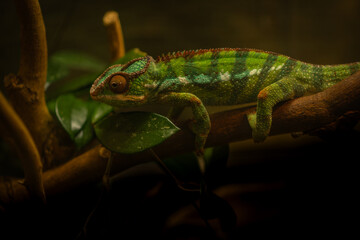 Close-up of a colorful chameleon climbing a branch in low light conditions.