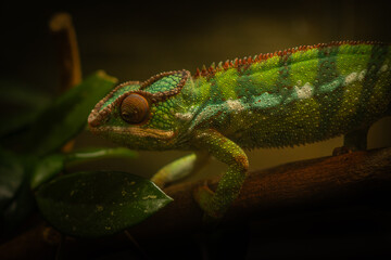 Close-up of a colorful chameleon climbing a branch in low light conditions.