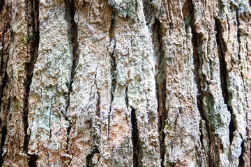 Spectacular texture of the bark of a tree in a rainforest.