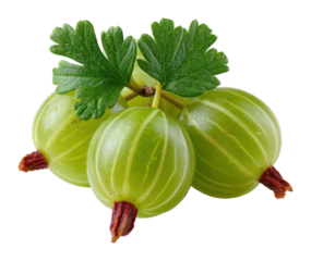 Harvesting fresh green gooseberries local market food natural view isolated on transparent background