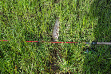 fishing spring summer weather, catching fish outdoor activities, trout fresh catch fishing...
