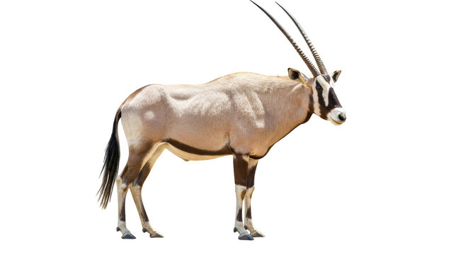 Isolated Arabian Oryx Standing Tall in a Natural Habitat