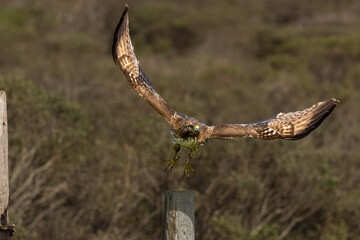Red-tailed Hawk