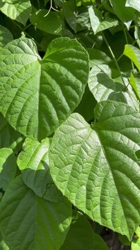 Natural background featuring vibrant green leaves with sunlight highlighting their surface details, ideal for nature-themed footage