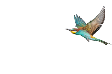 Tropical multicolored bird flying isolated on transparent background, European Bee-eater, Merops apiaster, png.