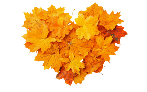 Beautiful Autumn Maple Leaves Arranged in a Heart Shape Symbol Isolated on Transparent Background