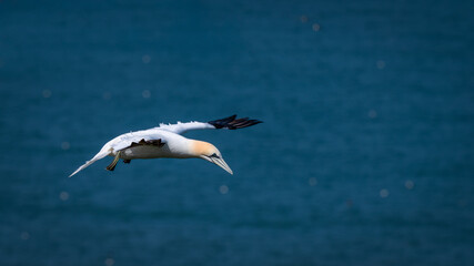 Gannet Flying Over the North Sea
