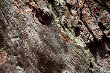 Spectacular texture of the bark of a tree in a rainforest.