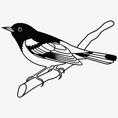 American Robin line art White background illustration Generative Ai.